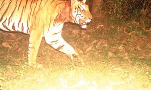 മീനങ്ങാടിയിൽ വീണ്ടും കടുവ; ഏഴ് ആടുകളെ കൊന്നു