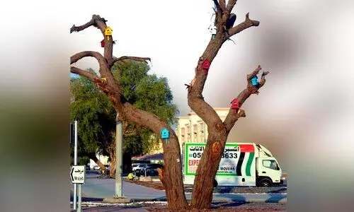 നൻമയുടെ കൂടുകൾ