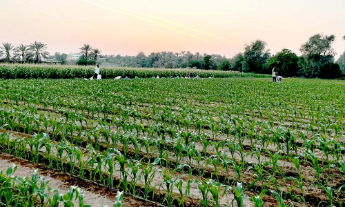 പച്ചപുതച്ച് മരുഭൂ കൃഷി നിലങ്ങള്‍