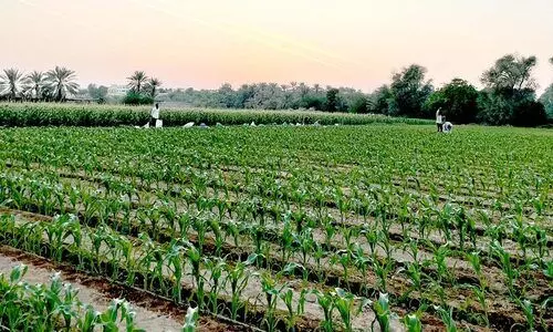 പച്ചപുതച്ച് മരുഭൂ കൃഷി നിലങ്ങള്‍