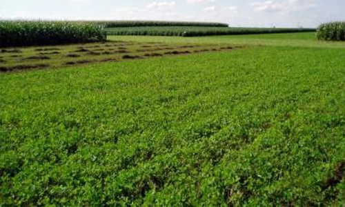 കാന്തല്ലൂർ കൃഷിഭവനിൽ ഹൈബ്രിഡ് പച്ചക്കറി കൃഷിയിൽ നടന്നത് ക്രമക്കേടെന്ന് റിപ്പോർട്ട്