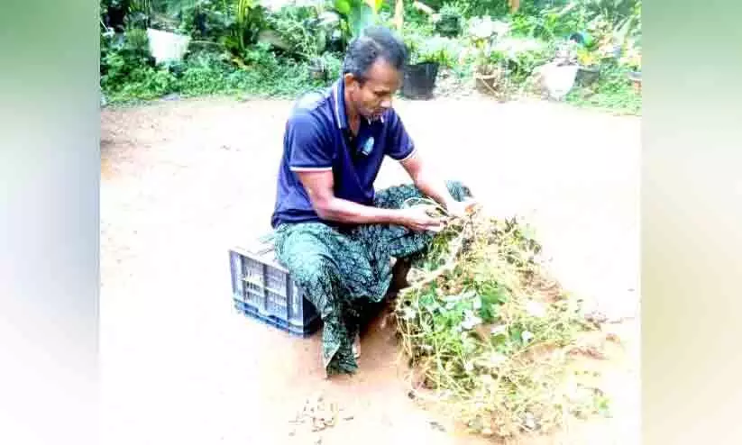 വ്യത്യസ്ത കൃഷികൾ ചെയ്ത് വിപ്ലവം സൃഷ്ടിക്കുകയാണ് റൈഹാൻ വ്യത്യസ്ത കൃഷികൾ ചെയ്ത് വിപ്ലവം സൃഷ്ടിക്കുകയാണ് റൈഹാൻ