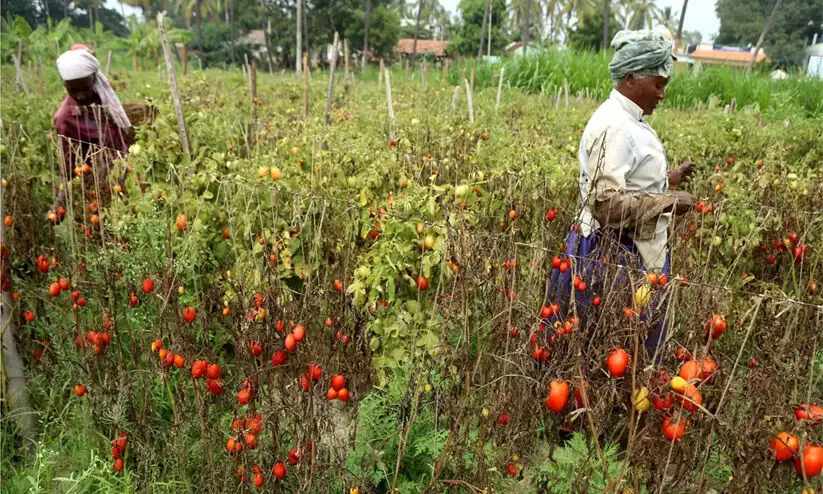 വട്ടവട, കാന്തല്ലൂർ ക്രമക്കേട്: കൃഷിവകുപ്പ് ഉദ്യോഗസ്ഥർക്കെതിരെ നടപടിക്ക് ശിപാർശ