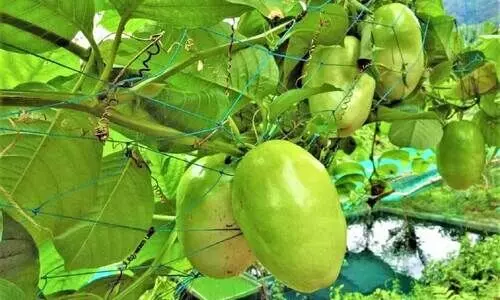 Joseph with Giant granadilla cultivation