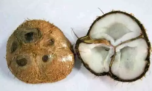 Coconut