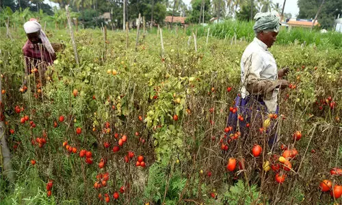 വട്ടവട, കാന്തല്ലൂർ ക്രമക്കേട്: കൃഷിവകുപ്പ് ഉദ്യോഗസ്ഥർക്കെതിരെ നടപടിക്ക് ശിപാർശ