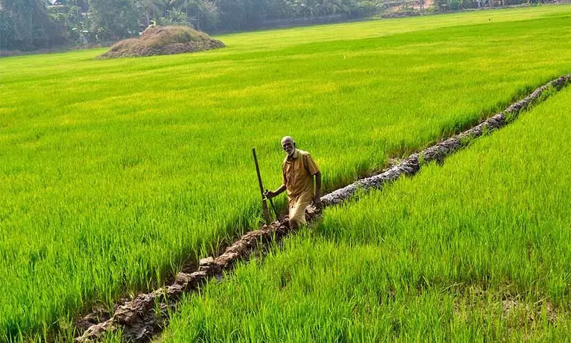 Krishipadam project started in kozhikkode