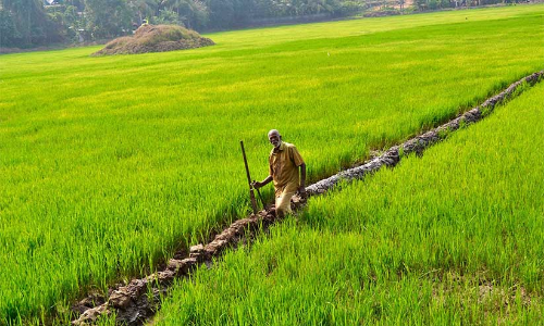 Krishipadam project started in kozhikkode