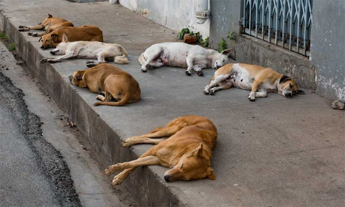 ഊരത്തൂരിൽ വന്ധ്യംകരിച്ചത് 72 തെരുവുനായ്ക്കളെ