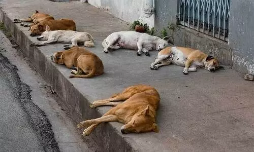 ഊരത്തൂരിൽ വന്ധ്യംകരിച്ചത് 72 തെരുവുനായ്ക്കളെ