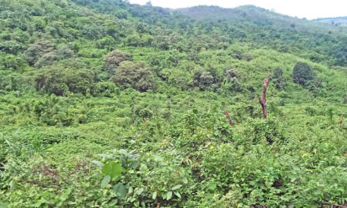 ആറളം ഫാമിൽ കാട് വെട്ടിത്തെളിക്കൽ   തുടക്കത്തിലേ താളംതെറ്റി