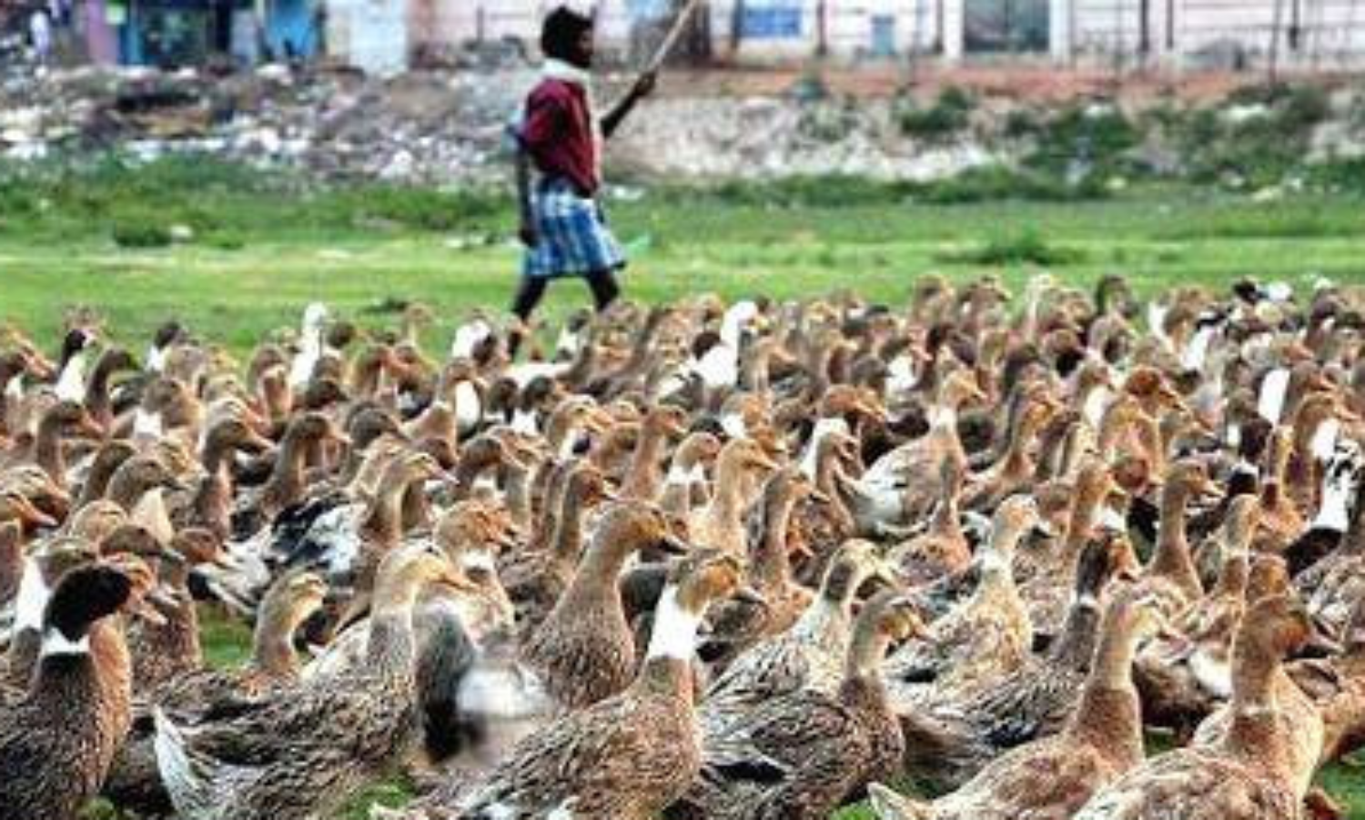 പൂപ്പൽ വിഷബാധ: കർഷകർ ശ്രദ്ധിക്കണമെന്ന് മൃഗസംരക്ഷണ വകുപ്പ്