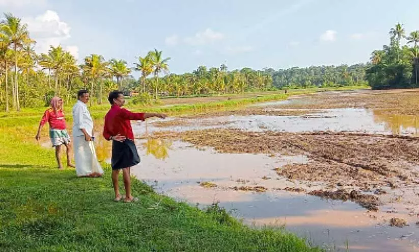 നെല്ലറ തിരിച്ചുപിടിക്കാന്‍ കര്‍ഷകർ