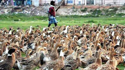 പൂപ്പൽ വിഷബാധ: കർഷകർ ശ്രദ്ധിക്കണമെന്ന് മൃഗസംരക്ഷണ വകുപ്പ് പൂപ്പൽ വിഷബാധ: കർഷകർ ശ്രദ്ധിക്കണമെന്ന് മൃഗസംരക്ഷണ വകുപ്പ്