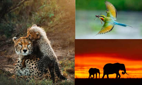 Wild Moments exhibition