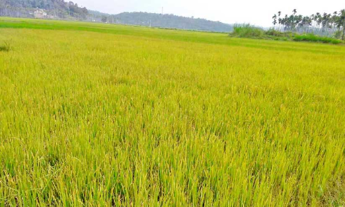 നെൽകൃഷിക്ക് മഞ്ഞളിപ്പും ഓലകരിച്ചിലും വ്യാപകം