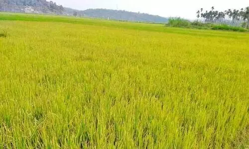 നെൽകൃഷിക്ക് മഞ്ഞളിപ്പും ഓലകരിച്ചിലും വ്യാപകം