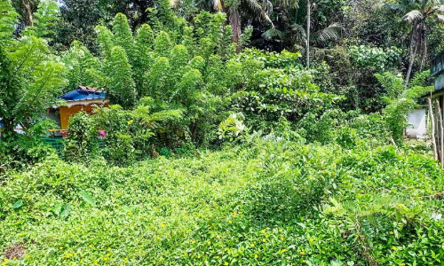 പാറപ്പുറം കോളനി സംരക്ഷണത്തിന് നടപടി വേണമെന്ന് പാറപ്പുറം കോളനി സംരക്ഷണത്തിന് നടപടി വേണമെന്ന്