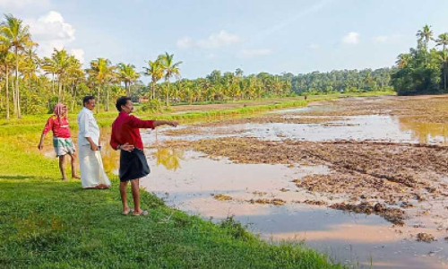 നെല്ലറ തിരിച്ചുപിടിക്കാന്‍ കര്‍ഷകർ