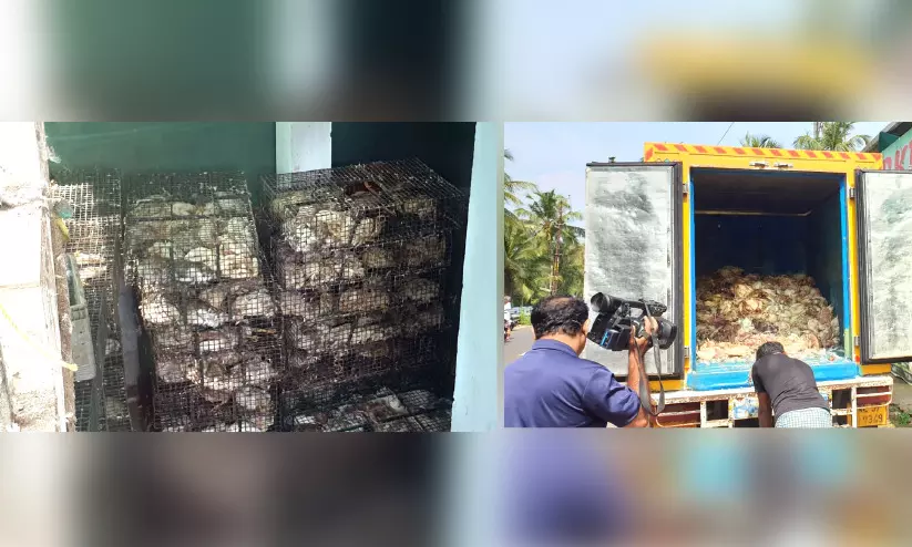 കോഴിക്കടയിൽ നൂറുകണക്കിന് ചത്ത കോഴികൾ; കട അടപ്പിച്ചു കോഴിക്കടയിൽ നൂറുകണക്കിന് ചത്ത കോഴികൾ; കട അടപ്പിച്ചു