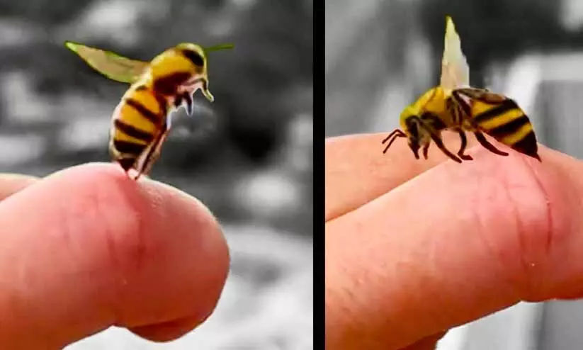 തേനീച്ചയുടെ കുത്തേറ്റ് മരണം: 10 ലക്ഷം നഷ്ടപരിഹാരം നൽകണമെന്ന് മനുഷ്യാവകാശ കമീഷൻ തേനീച്ചയുടെ കുത്തേറ്റ് മരണം: 10 ലക്ഷം നഷ്ടപരിഹാരം നൽകണമെന്ന് മനുഷ്യാവകാശ കമീഷൻ