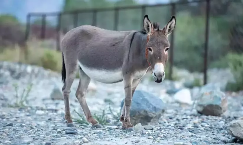 61 per cent of donkeys in India butchered in 7 years: PETA