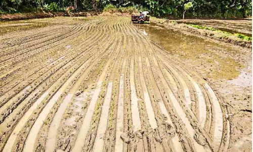 കൃ​ഷി​യി​ടം റെ​ഡി; തൊ​ഴി​ൽ​ സേ​ന എവിടെ​?
