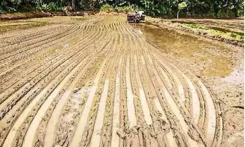 കൃ​ഷി​യി​ടം റെ​ഡി; തൊ​ഴി​ൽ​ സേ​ന എവിടെ​?