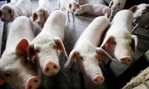 ഇടുക്കിയിലും ആഫ്രിക്കൻ പന്നിപ്പനി ഇടുക്കിയിലും ആഫ്രിക്കൻ പന്നിപ്പനി