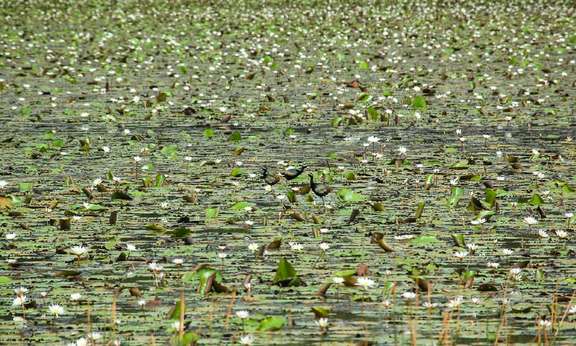 പുതച്ചിറ ഏലായിലെ തരിശുപാടത്ത് ആമ്പൽ വസന്തം