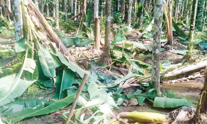 ക​ച്ചേ​രി​പ​റ​മ്പി​ൽ കാ​ട്ടാ​ന​ക​ളു​ടെ വി​ള​യാ​ട്ടം