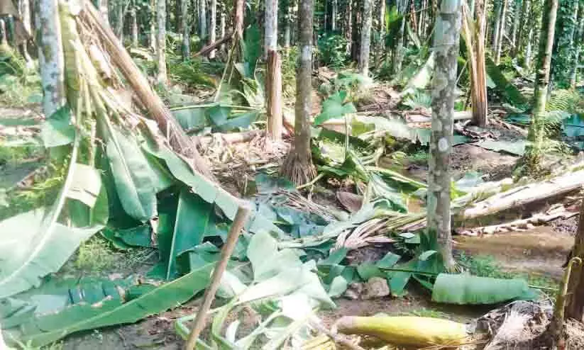 ക​ച്ചേ​രി​പ​റ​മ്പി​ൽ കാ​ട്ടാ​ന​ക​ളു​ടെ വി​ള​യാ​ട്ടം
