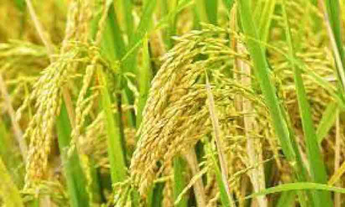 രണ്ടാം കൃഷി നെല്ല്​ സംഭരണം കർഷകർക്ക് 3.6 കോടി നൽകാൻ അനുമതി