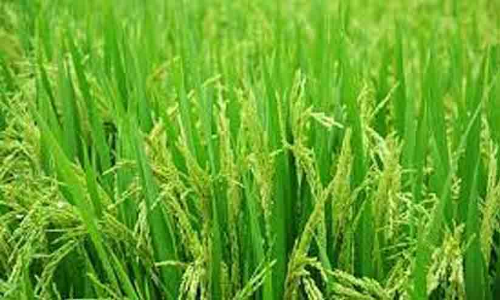 വയൽ നികത്തി കെട്ടിടം: രേഖകൾ നശിപ്പി​െച്ചന്ന്​ സമ്മതിച്ച്​ പത്തനംതിട്ട നഗരസഭ