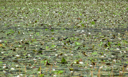 പുതച്ചിറ ഏലായിലെ തരിശുപാടത്ത് ആമ്പൽ വസന്തം