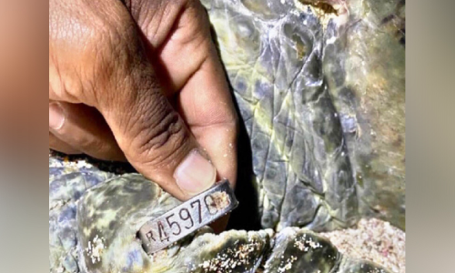 20 വ​ർ​ഷ​ത്തി​നു ശേ​ഷ ആ​മ തി​രി​ച്ചെ​ത്തി