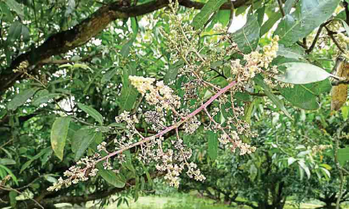 ചാറ്റൽമഴ, കാലാവസ്ഥ വ്യതിയാനം കാരണം കീടങ്ങൾ വർധിക്കുന്നു; മാ​വ് ക​ർ​ഷ​ക​ർ​ക്ക് ദു​രി​തം