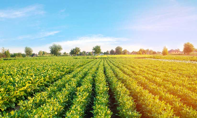 കാലാവസ്ഥ വ്യതിയാനം:കാർഷിക മേഖലക്ക് യു.എ.ഇ-യു.എസ് ഫണ്ട് ഇരട്ടിയാക്കി