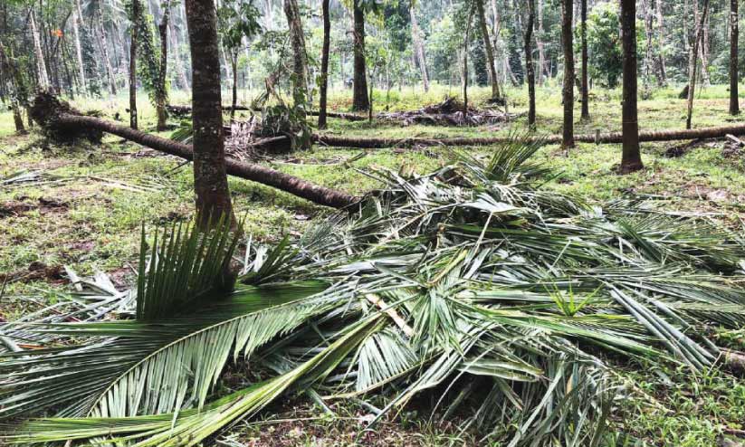 ഓമനയായി കണ്ട കുഞ്ഞിക്കണ്ണൻ ആസ്യയുടെ അന്തകനായി ഓമനയായി കണ്ട കുഞ്ഞിക്കണ്ണൻ ആസ്യയുടെ അന്തകനായി