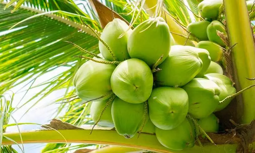 നാ​ളി​കേ​ര സം​ഭ​ര​ണം: 100 കേ​ന്ദ്ര​ത്തി​ലേ​ക്ക് ഉ​യ​ര്‍ത്തും