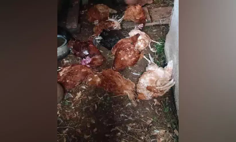 പണിമൂലയിൽ തെരുവുനായ് ശല്യം രൂക്ഷം; 20 കോഴികളെ കൊന്നു പണിമൂലയിൽ തെരുവുനായ് ശല്യം രൂക്ഷം; 20 കോഴികളെ കൊന്നു