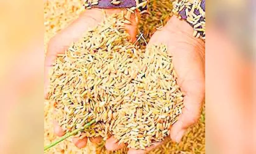 വീണ്ടും കാത്തിരിപ്പ്; നെൽകർഷകർക്ക് ലഭിക്കാനുള്ളത് 6.78 കോടി വീണ്ടും കാത്തിരിപ്പ്; നെൽകർഷകർക്ക് ലഭിക്കാനുള്ളത് 6.78 കോടി