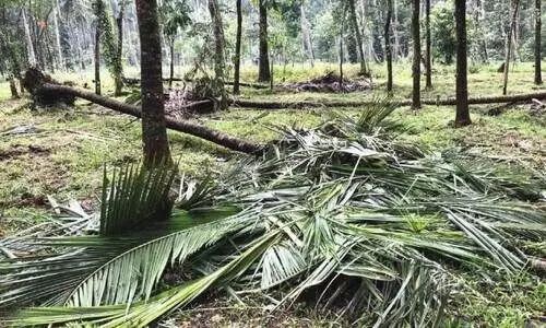 ഓ​മ​ന​യാ​യി ക​ണ്ട കു​ഞ്ഞി​ക്ക​ണ്ണ​ൻ ആ​സ‍്യ​യു​ടെ അ​ന്ത​ക​നാ​യി