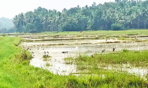 പക്ഷികളുടെ പറുദീസയായി ആയഞ്ചേരി കോൾ നിലം