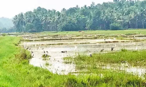 പക്ഷികളുടെ പറുദീസയായി ആയഞ്ചേരി കോൾ നിലം