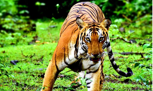 safari with tiger safari with tiger