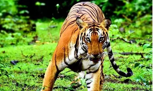 safari with tiger safari with tiger