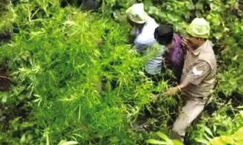 അട്ടപ്പാടിയിൽ കഞ്ചാവ് ചെടികൾ കണ്ടെത്തി നശിപ്പിച്ചു