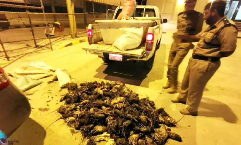 പി​ടി​കൂ​ടി​യ ലോ​ബ്​​സ്റ്റ​റു​ക​ൾ