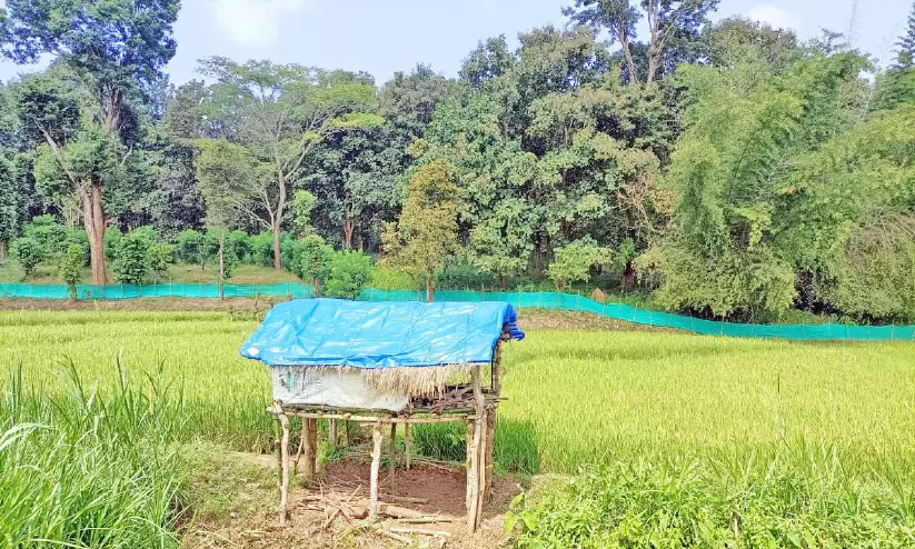 നെല്ല് കതിരിട്ടുതുടങ്ങി കാവലിരുന്ന് കർഷകർ